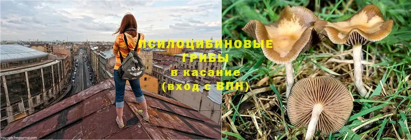 купить наркотик  даркнет состав  Галлюциногенные грибы Psilocybe  Кинель 